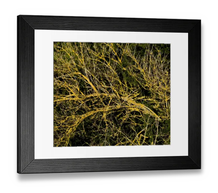 Framed Print : Branches covered in lichen DP069015 Framed Print : Branches covered in lichen DP069015