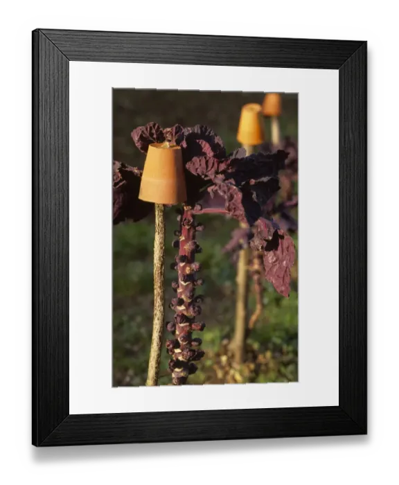 Framed Print : Brussels Sprouts Rubine M070016
