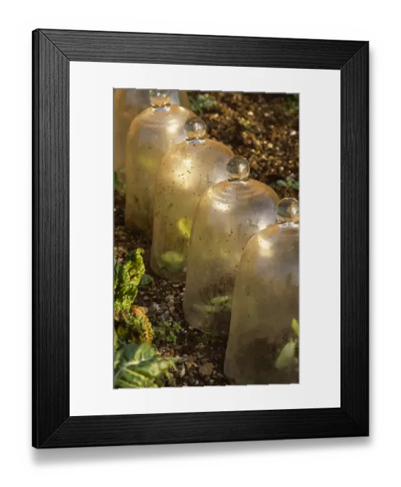 Framed Print : Row of bell cloches M070037 Framed Print : Row of bell cloches M070037