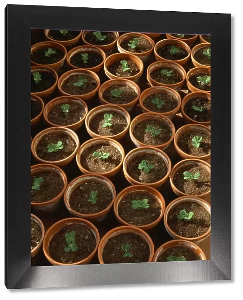 Pea seedlings in pots M070093