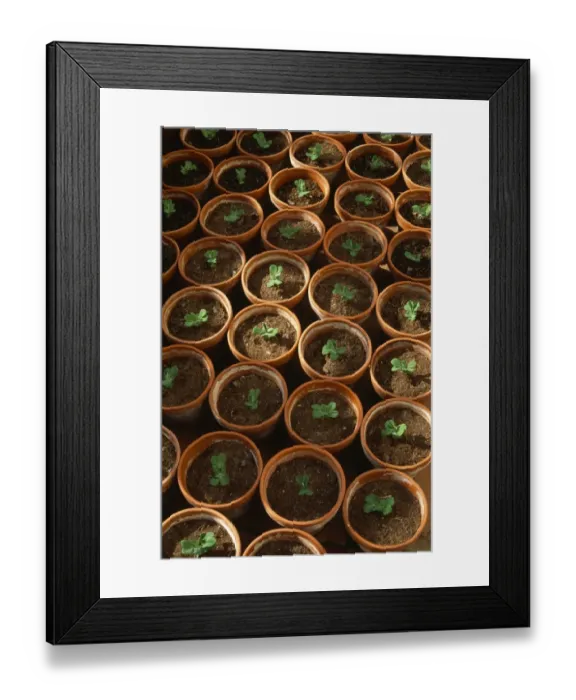 Framed Print : Pea seedlings in pots M070093