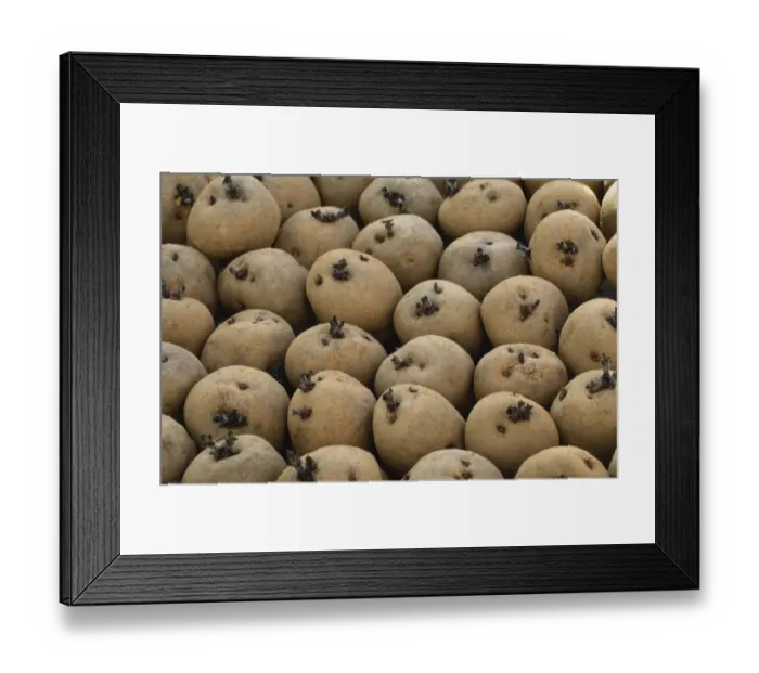 Framed Print : Potatoes M070102 Framed Print : Potatoes M070102