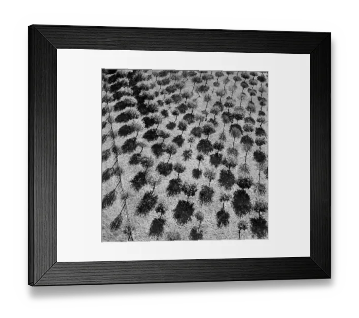 Framed Print : Trees casting shadows EAW027429