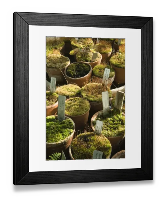 Framed Print : Carnivorous plant species, Darwins greenhouse N080406