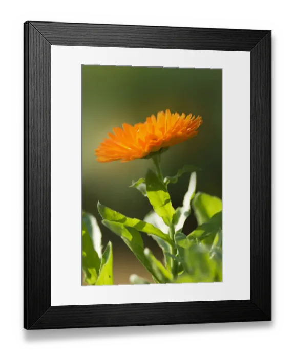 Framed Print : Pot Marigold (Calendula) N080510