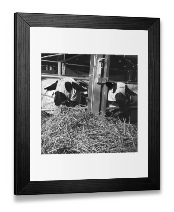 Framed Print : Sheep a091165
