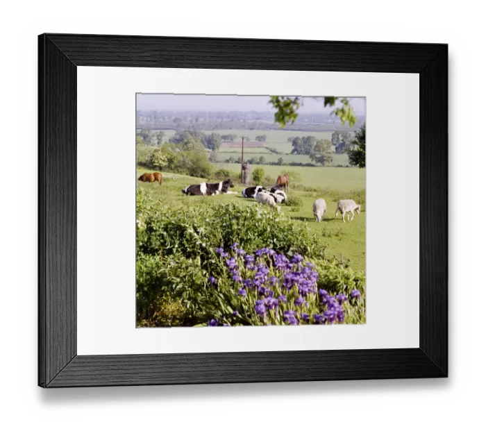 Framed Print : Livestock FF002985 Framed Print : Livestock FF002985