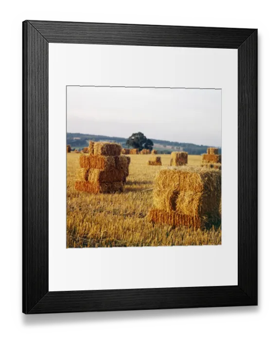 Framed Print : Hay Bales FF002978