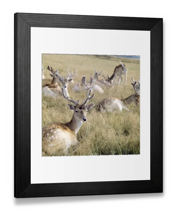 Framed Print : Deer FF003096 Framed Print : Deer FF003096