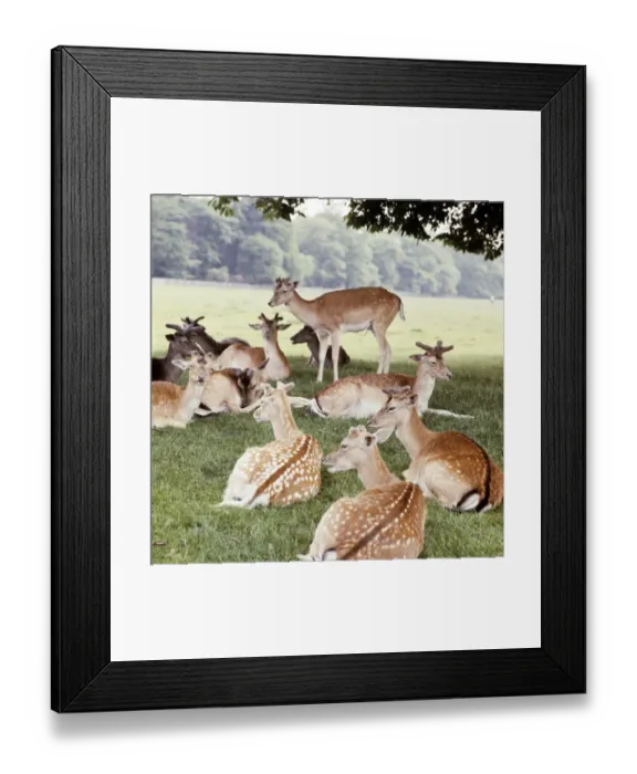 Framed Print : Deer FF003094 Framed Print : Deer FF003094