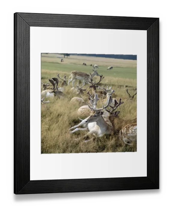 Framed Print : Deer FF003098 Framed Print : Deer FF003098