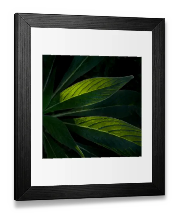 Framed Print : Leaf DP069175 Framed Print : Leaf DP069175