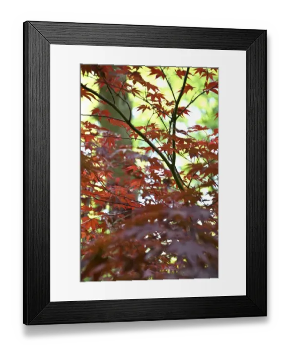 Framed Print : Acer leaves DP069233