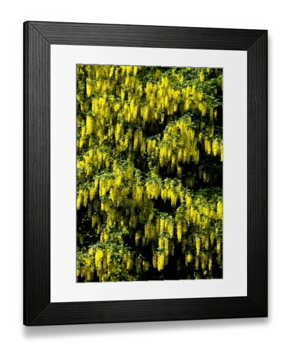 Framed Print : Laburnum DP069235