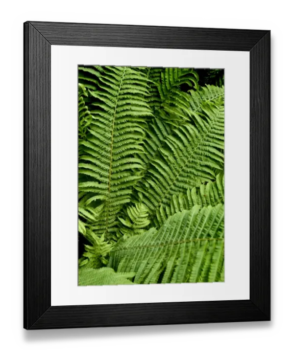 Framed Print : Fern DP069238
