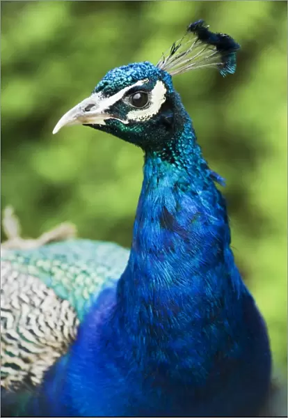 Peacock N080550