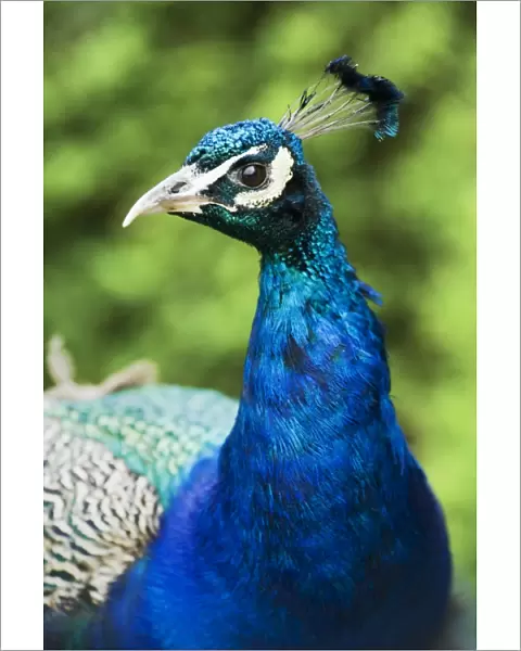 Peacock N080550