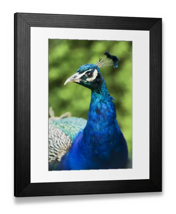 Framed Print : Peacock N080550