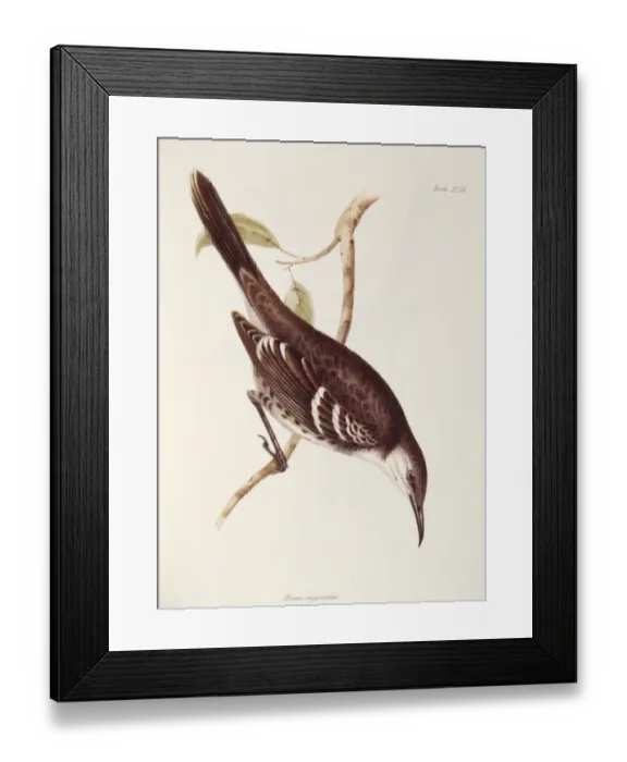 Framed Print : Mocking Bird K030079