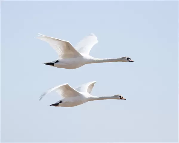 Flying swans DP174915