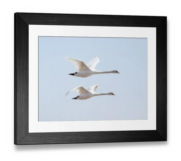 Framed Print : Flying swans DP174915 Framed Print : Flying swans DP174915