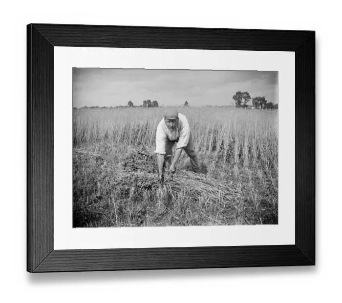 Framed Print : Corn harvest, Haddenham, Buckinghamshire a97_05375