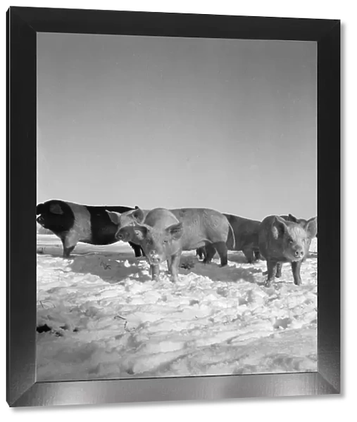 Pigs in snow a090125