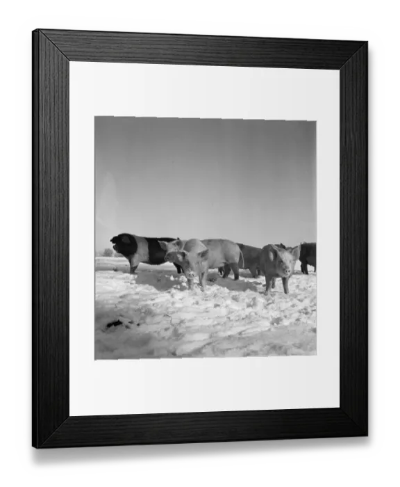 Framed Print : Pigs in snow a090125