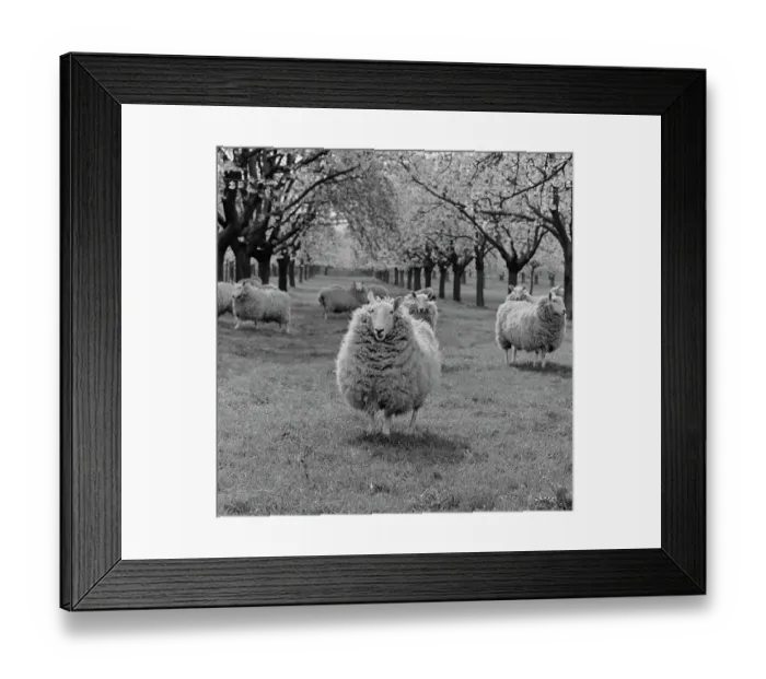 Framed Print : Sheep a079979