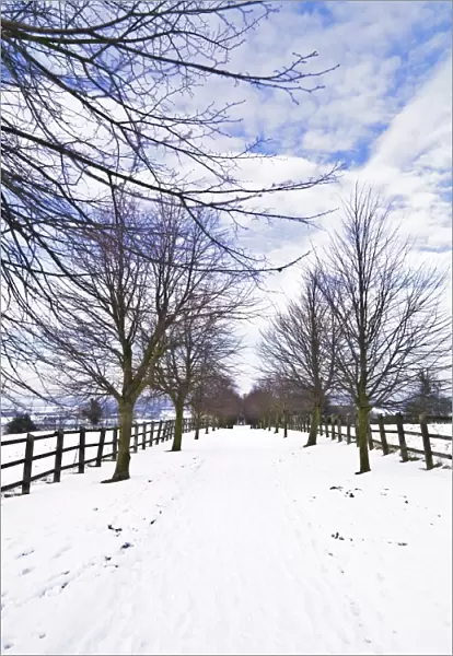 A snow covered, tree lined avenue N090009