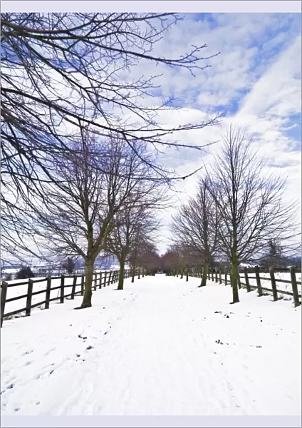 A snow covered, tree lined avenue N090009