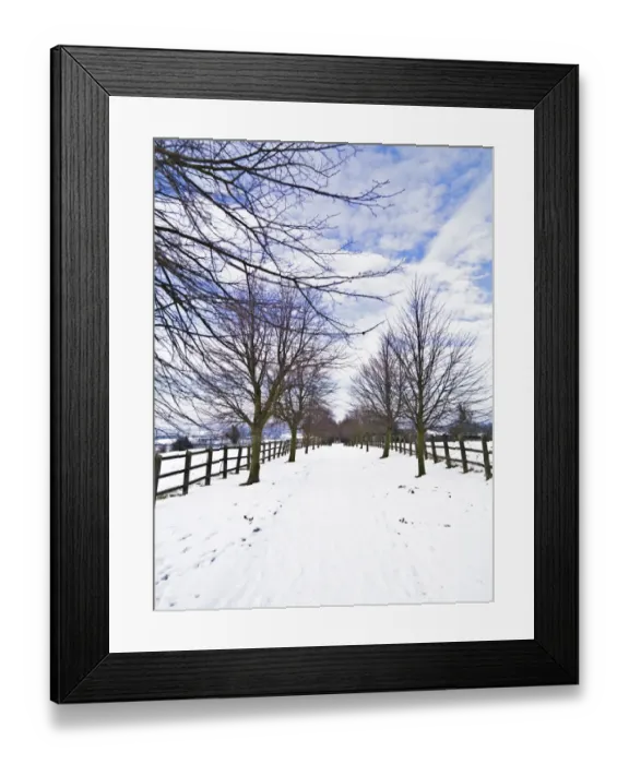 Framed Print : A snow covered, tree lined avenue N090009