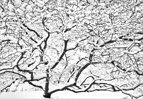 Snow covered tree N090012