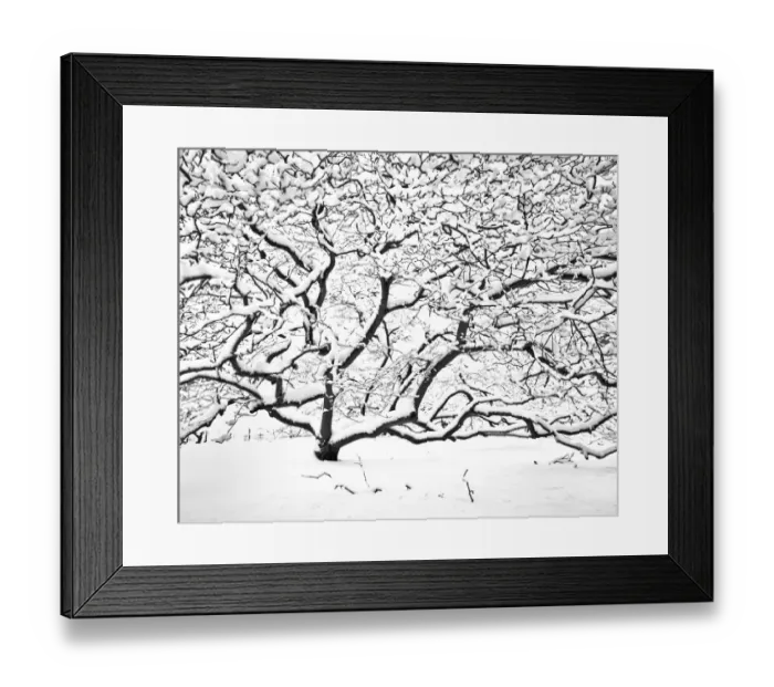 Framed Print : Snow covered tree N090012