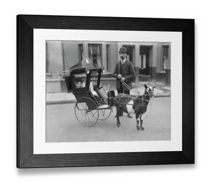 Framed Print : A goat-drawn carriage SAM01 / 02 / 0239 Framed Print : A goat-drawn carriage SAM01 / 02 / 0239