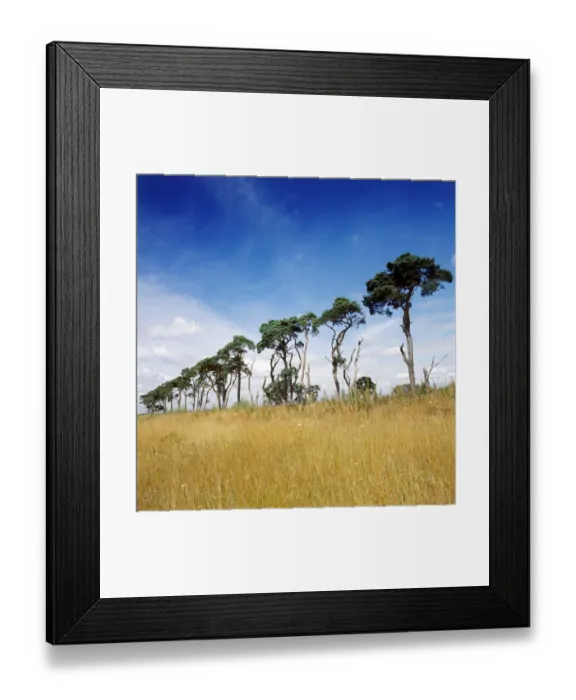 Framed Print : Trees K022124
