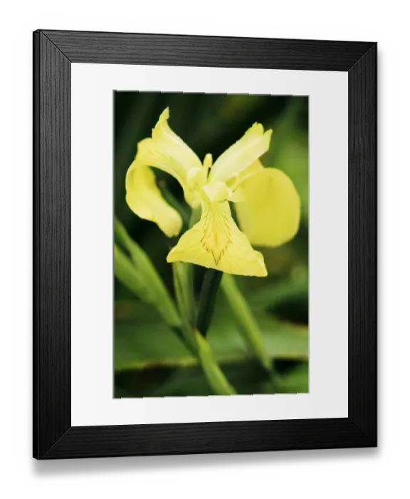 Framed Print : Flag Iris DP057137 Framed Print : Flag Iris DP057137