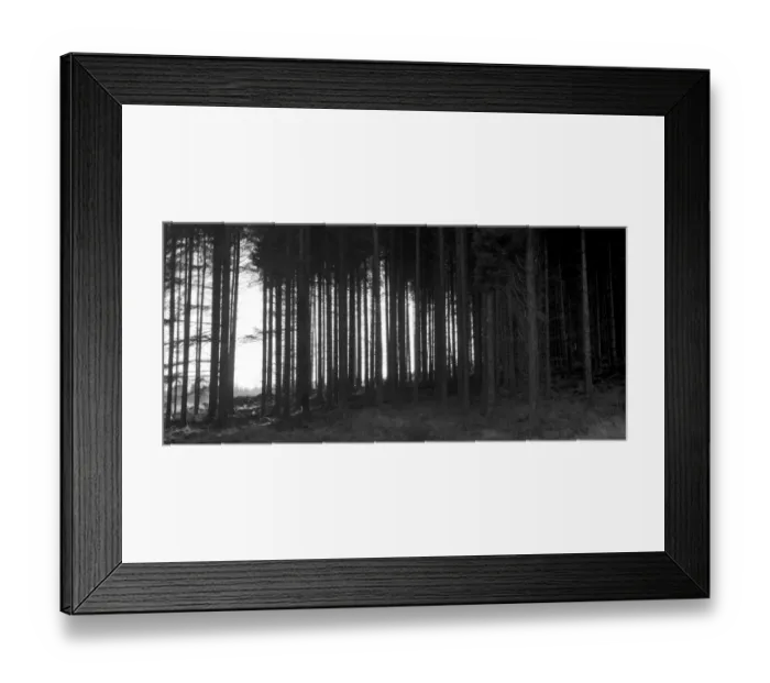 Framed Print : Forest trees DP082119 Framed Print : Forest trees DP082119