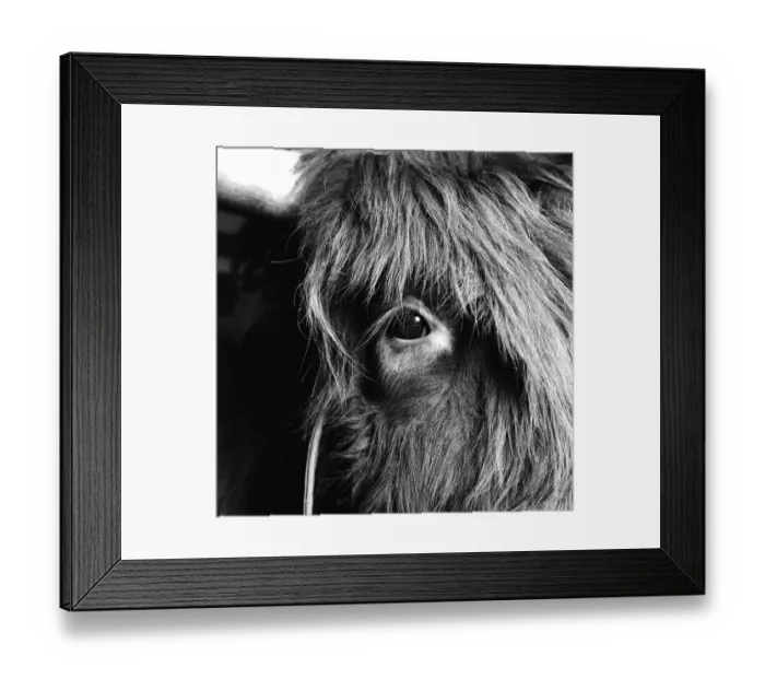Framed Print : Cows eye a091202 Framed Print : Cows eye a091202