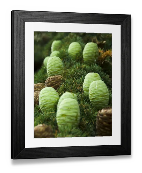 Framed Print : Fir cones N060069
