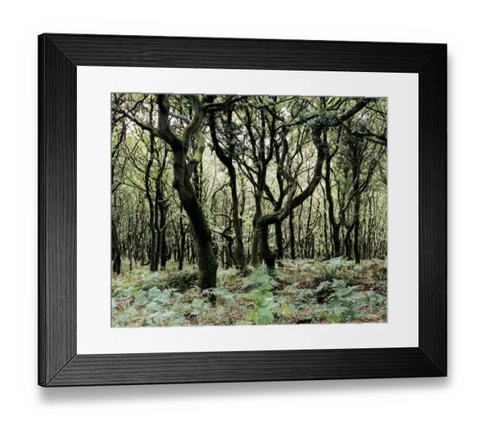 Framed Print : Woodland a053330 Framed Print : Woodland a053330