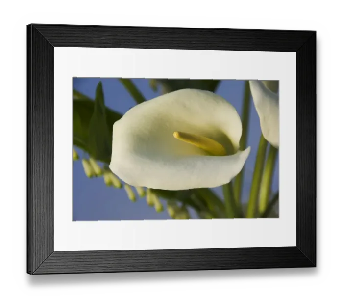 Framed Print : Lily DP043682 Framed Print : Lily DP043682