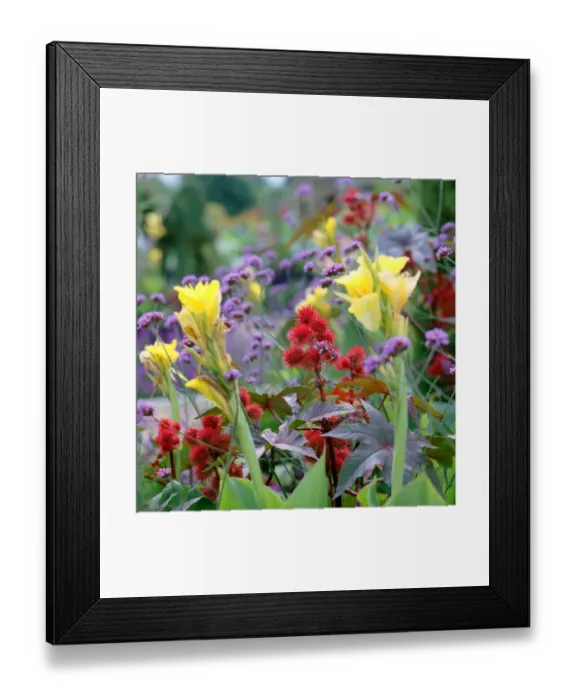 Framed Print : Garden flowers a026259 Framed Print : Garden flowers a026259