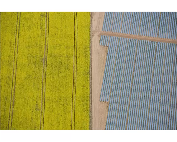 Agriculture in yellow and blue 24597_049