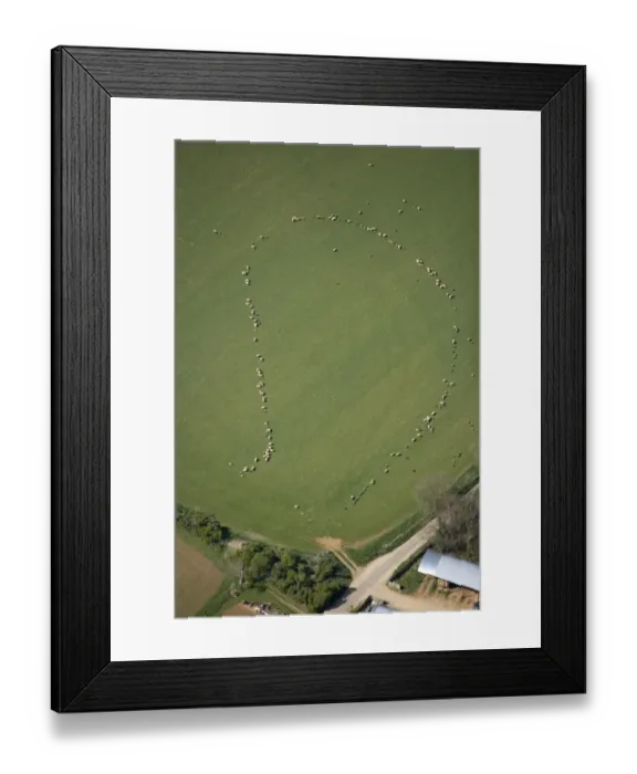 Framed Print : Sheep 24601_015