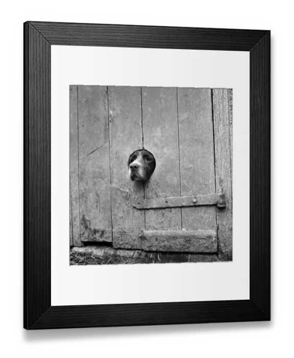 Framed Print : Dog a086653