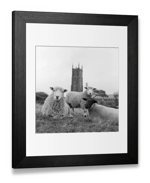 Framed Print : Sheep a087032