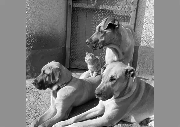 Dogs and cat a087369