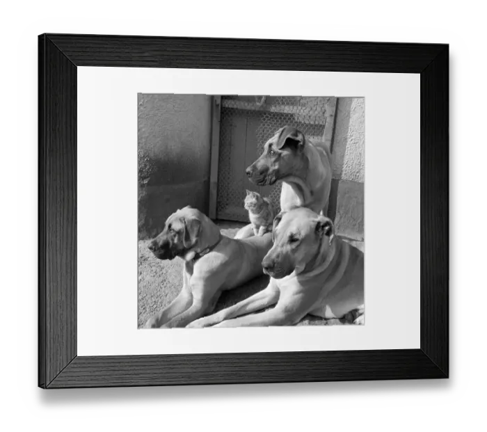 Framed Print : Dogs and cat a087369