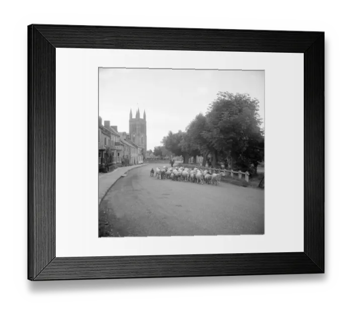 Framed Print : Flock of sheep a98_09813